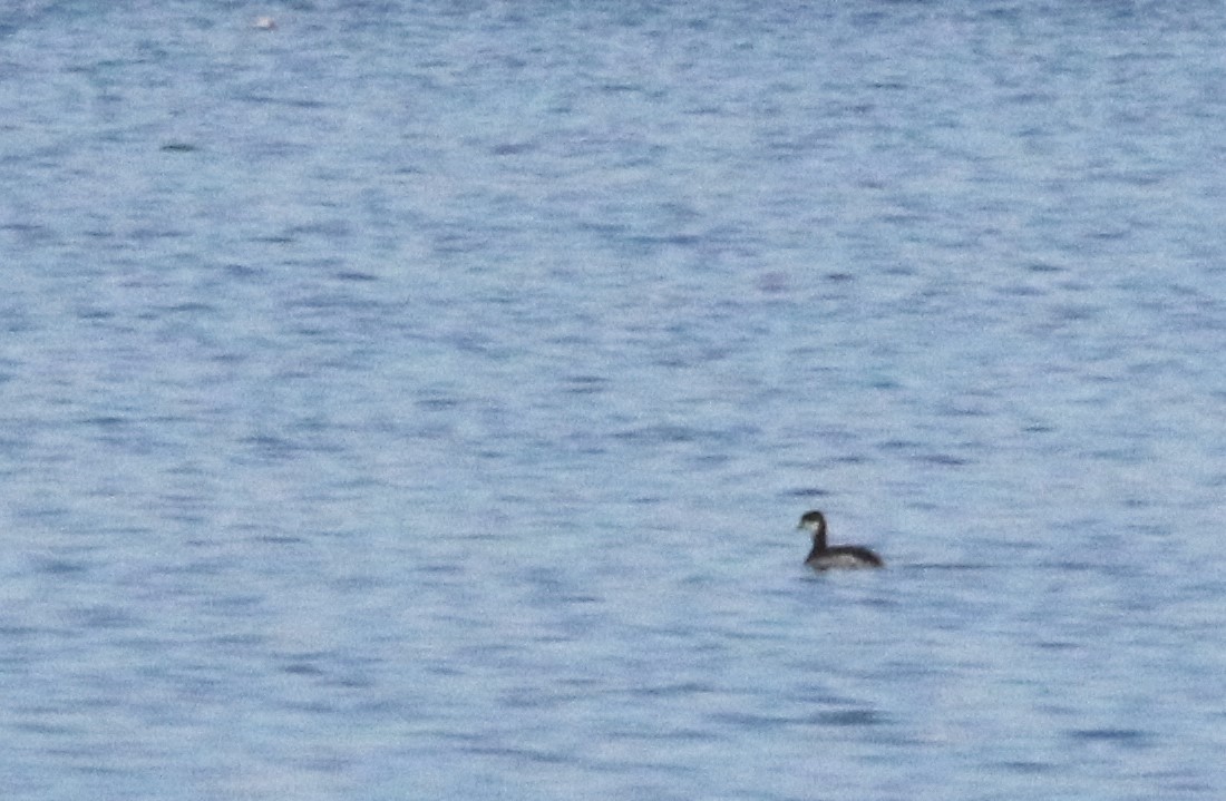 horndykker - ML521298781