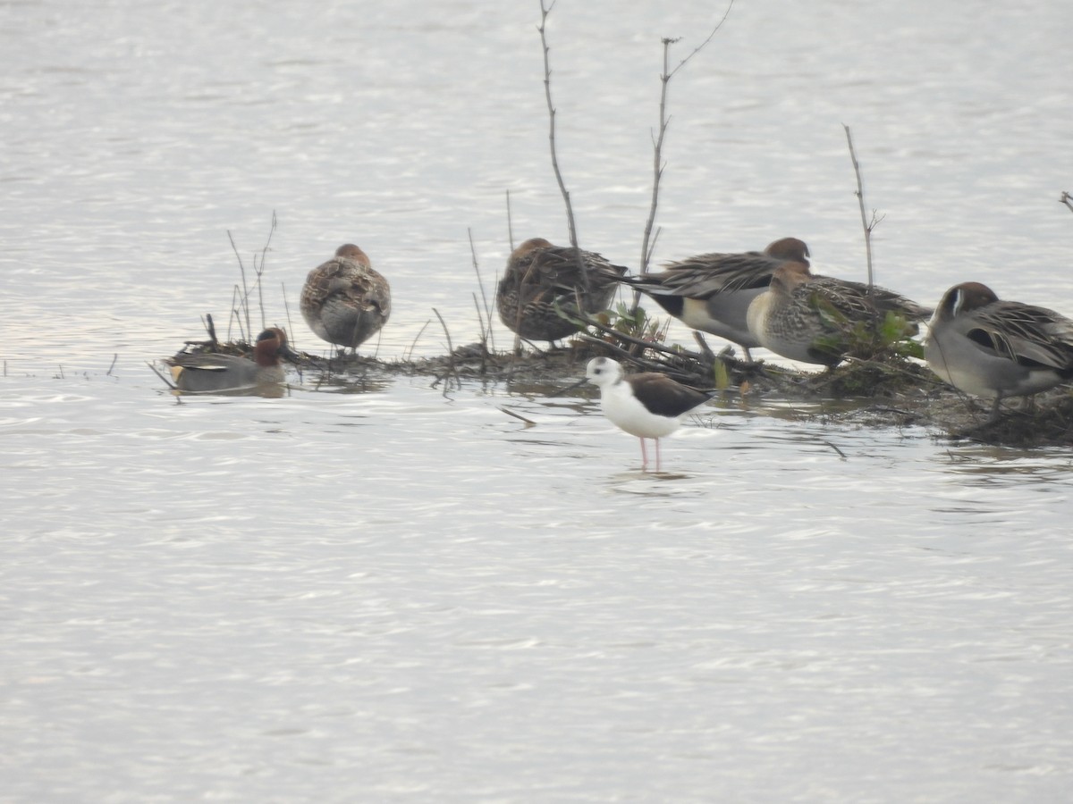 Green-winged Teal - ML521300211