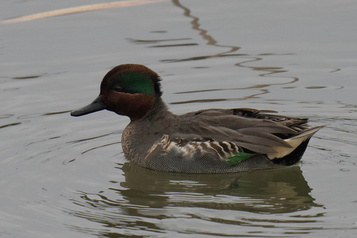 Green-winged Teal - ML521301951