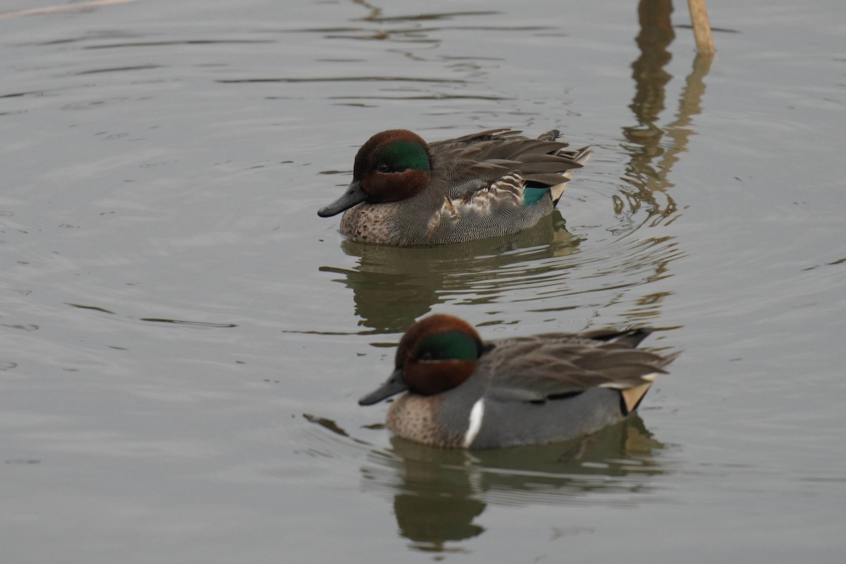 Green-winged Teal - ML521301961