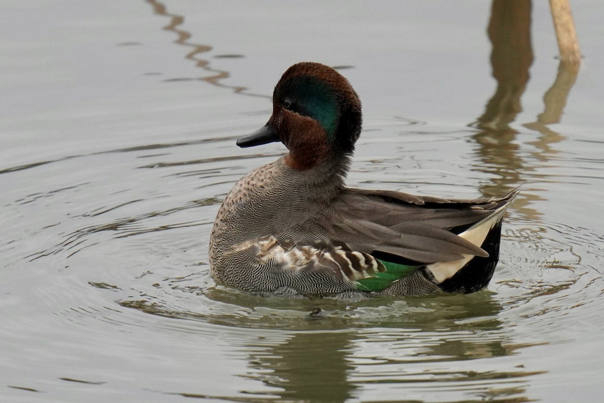 Green-winged Teal - ML521302121