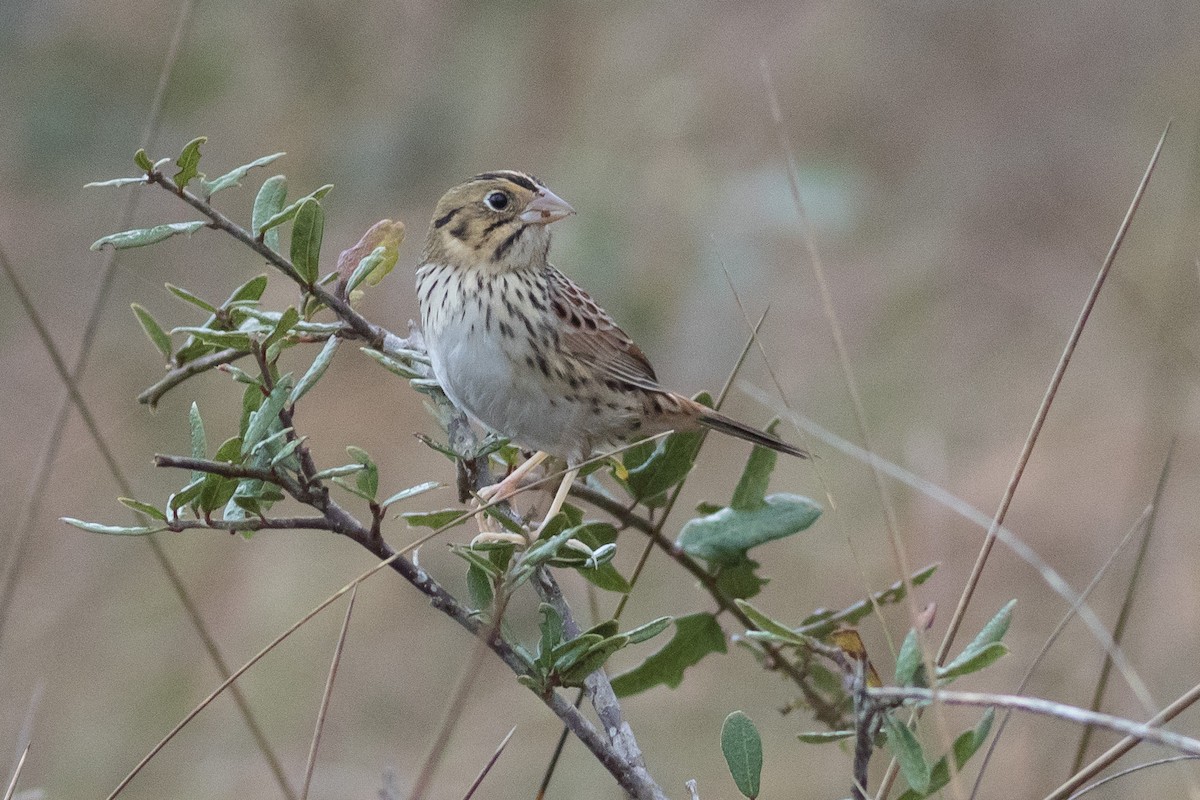 Henslow's Sparrow - Darren Clark