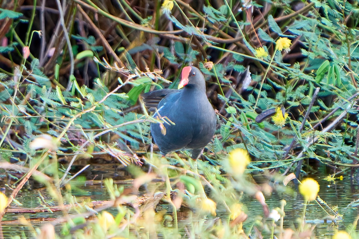 Eurasian Moorhen - Yuh Woei Chong