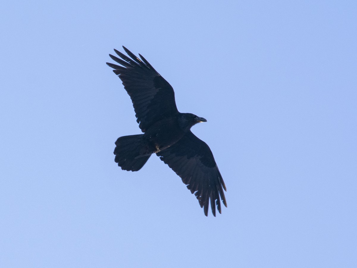 Common Raven - ML521305941