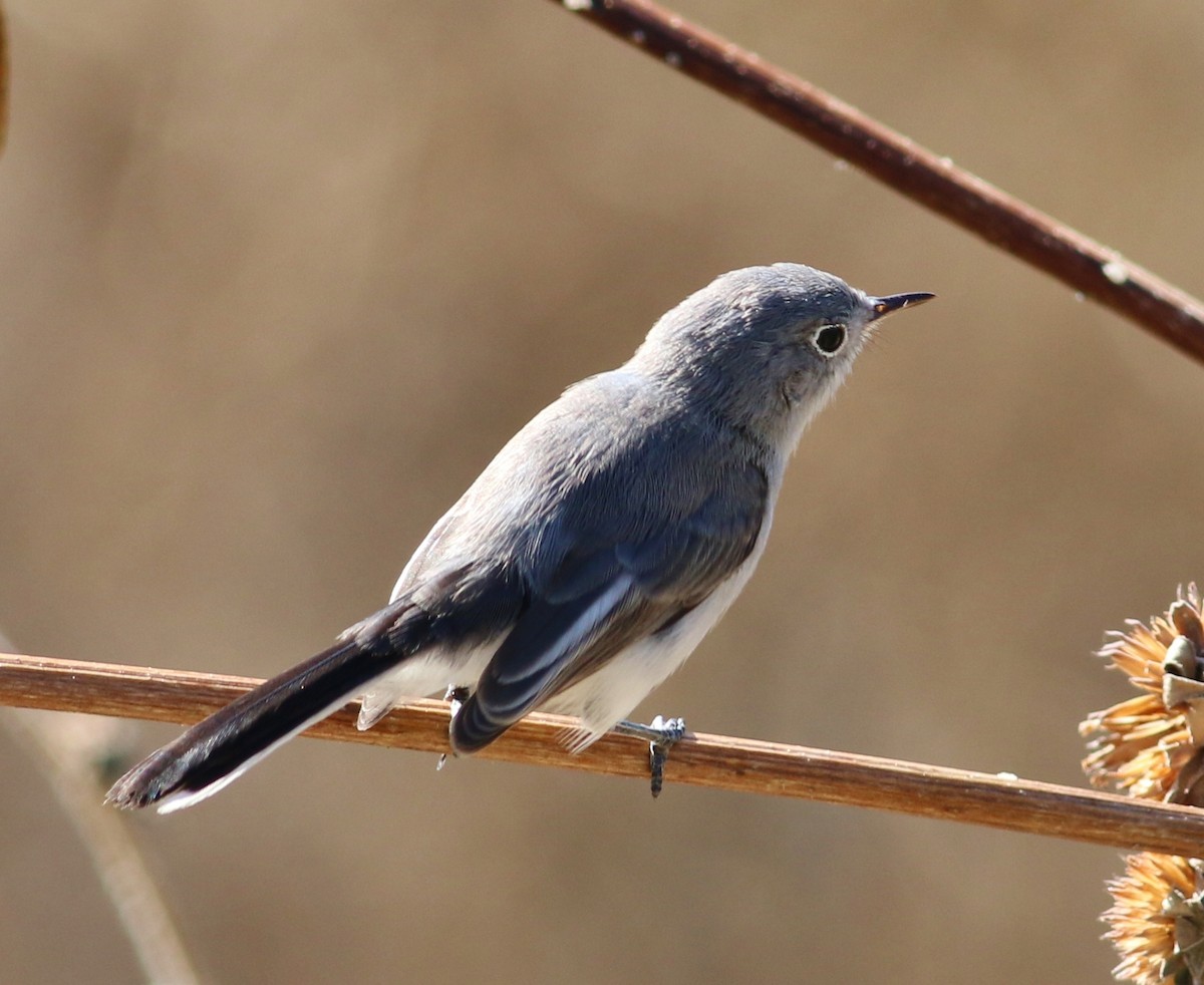 Blue-gray Gnatcatcher - ML52130621