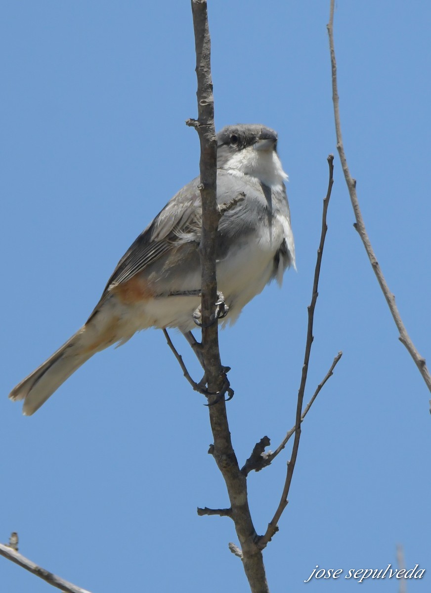 Diuca Finch - ML521306331