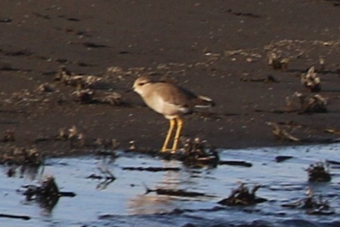 White-tailed Lapwing - Henggang Cui