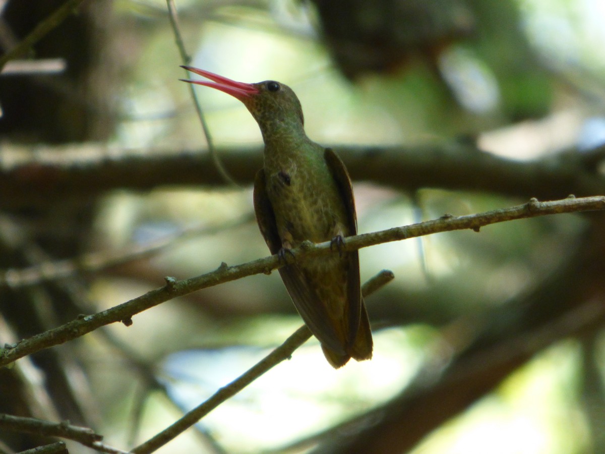 gyllenkolibri - ML521306661