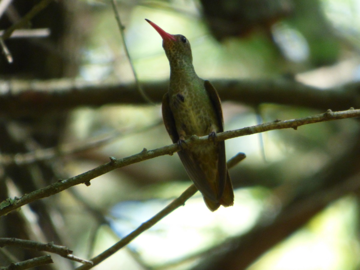 gyllenkolibri - ML521306671