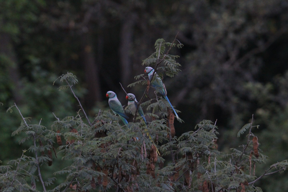 Malabar Parakeet - ML521308501