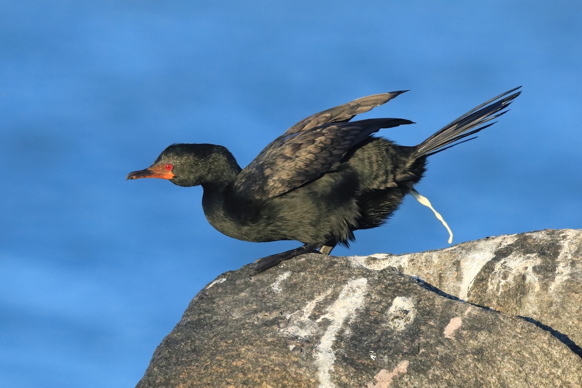 Crowned Cormorant - ML521308661