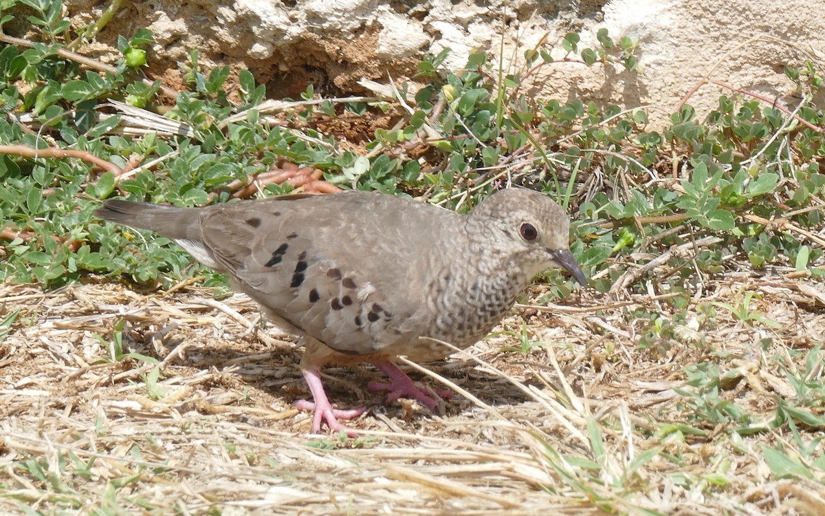 Common Ground Dove - Lorrie Anderson