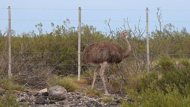 Ñandú Común - ML521309571