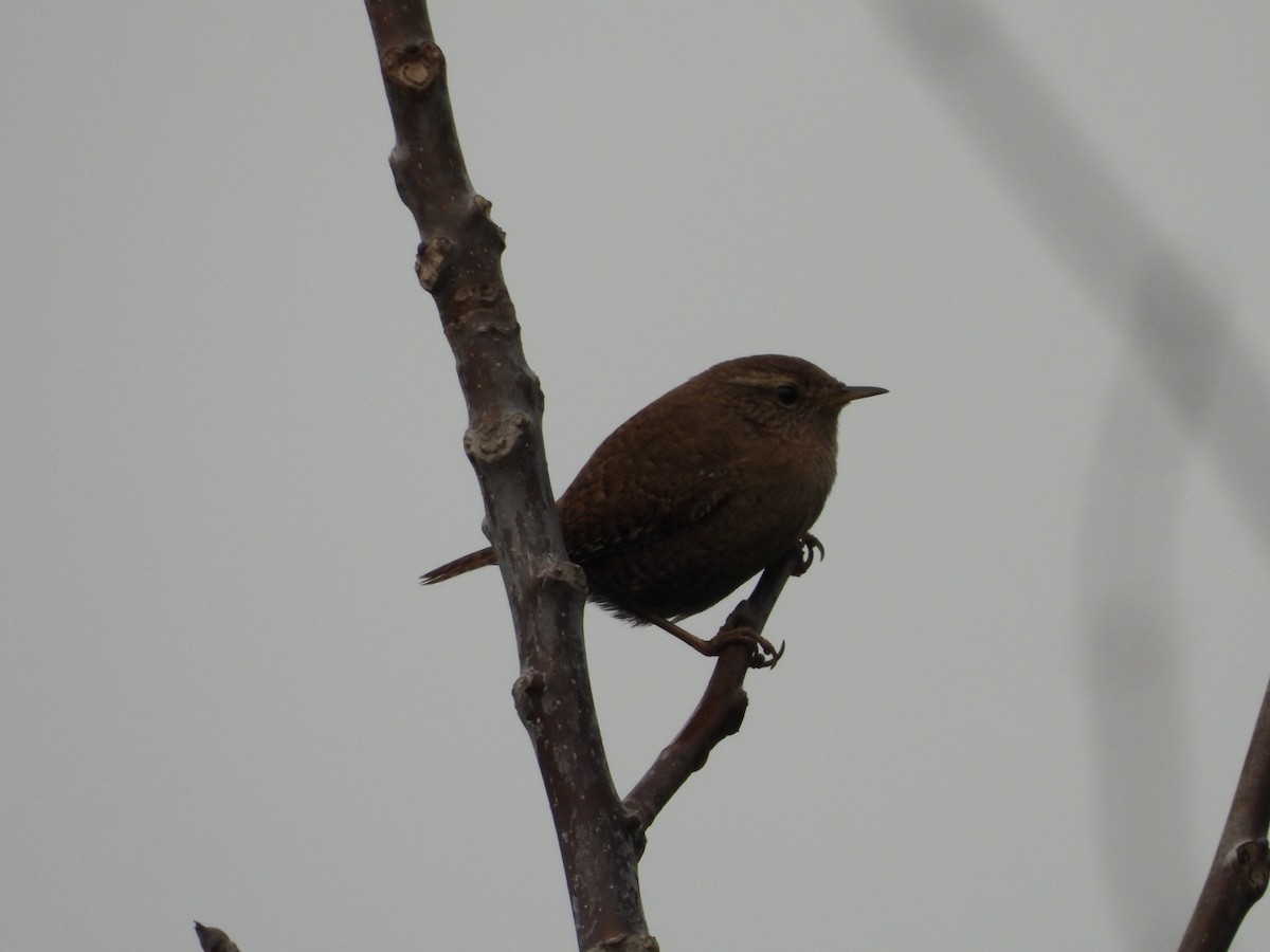 Eurasian Wren - ML521309621