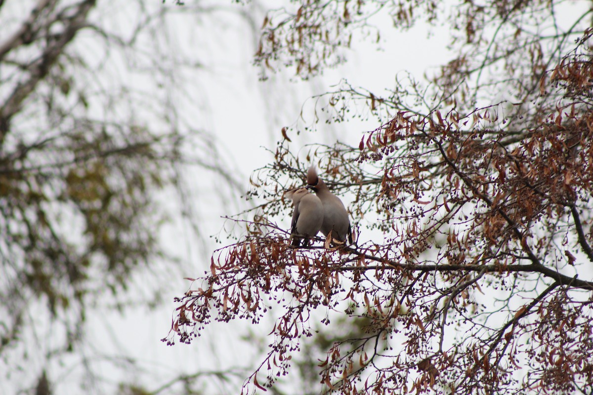 Bohemian Waxwing - Ekaterina Kr