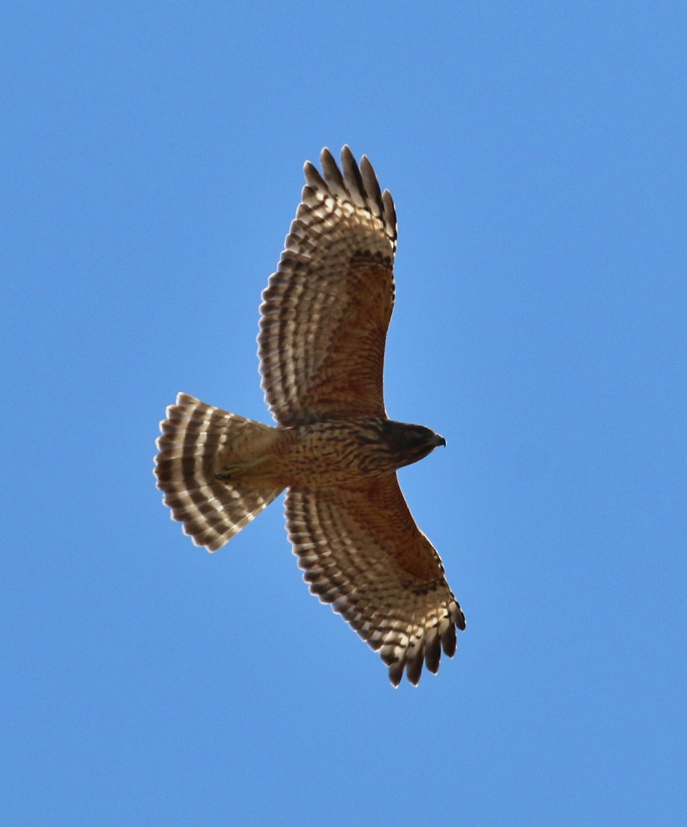 Red-shouldered Hawk - ML52130991