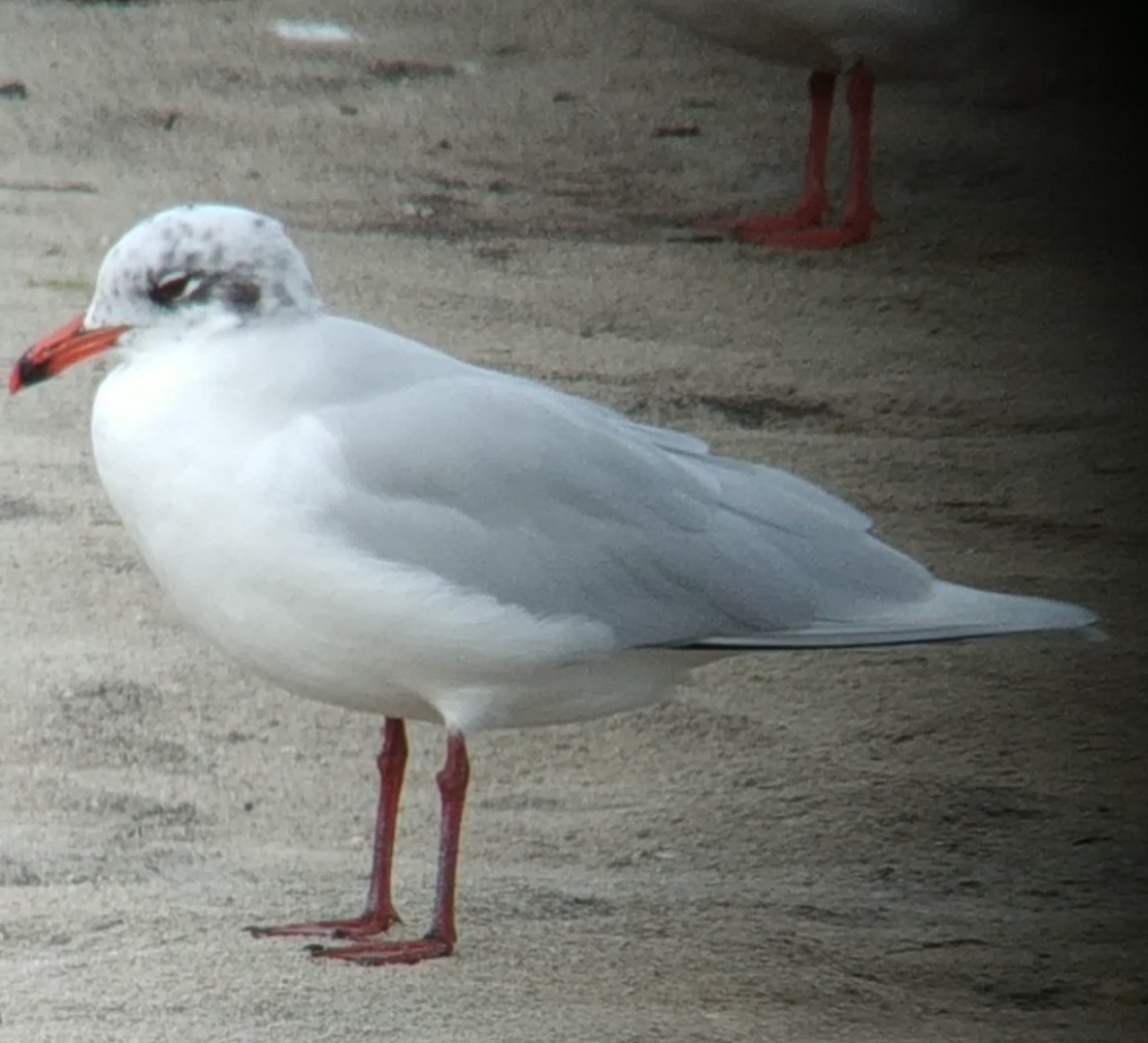 Gaviota Cabecinegra - ML521310841