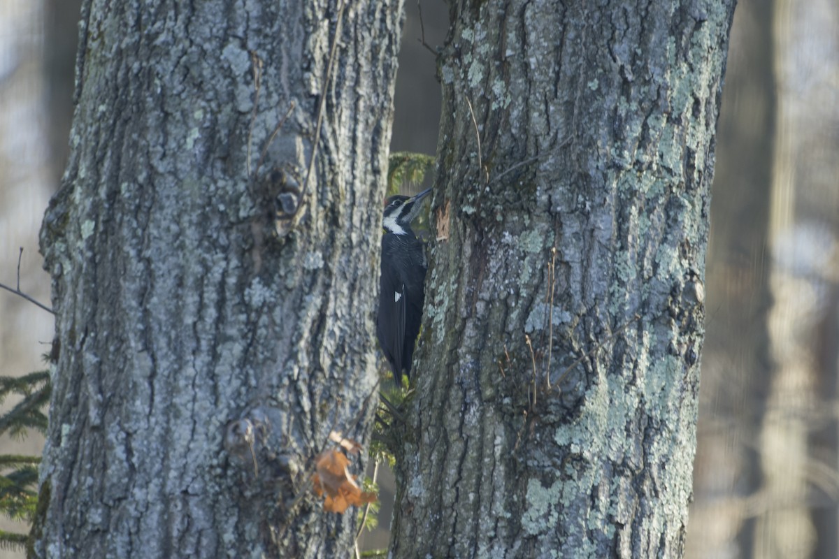 Pileated Woodpecker - ML521311011