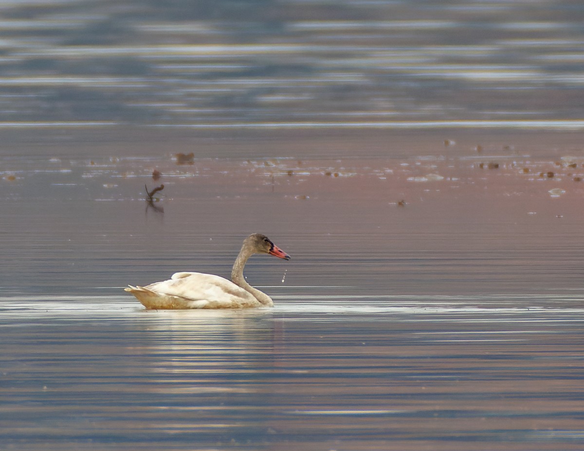 Tundra Swan - ML521313971