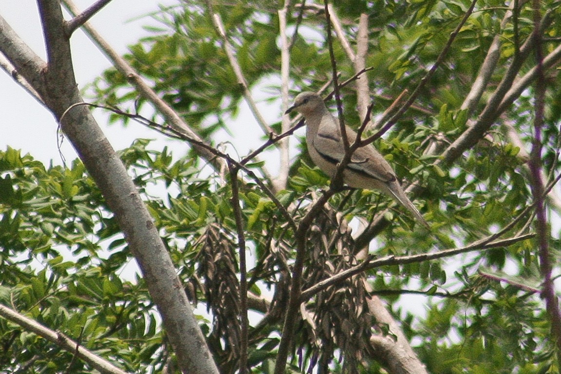 Picui Ground Dove - ML521315161