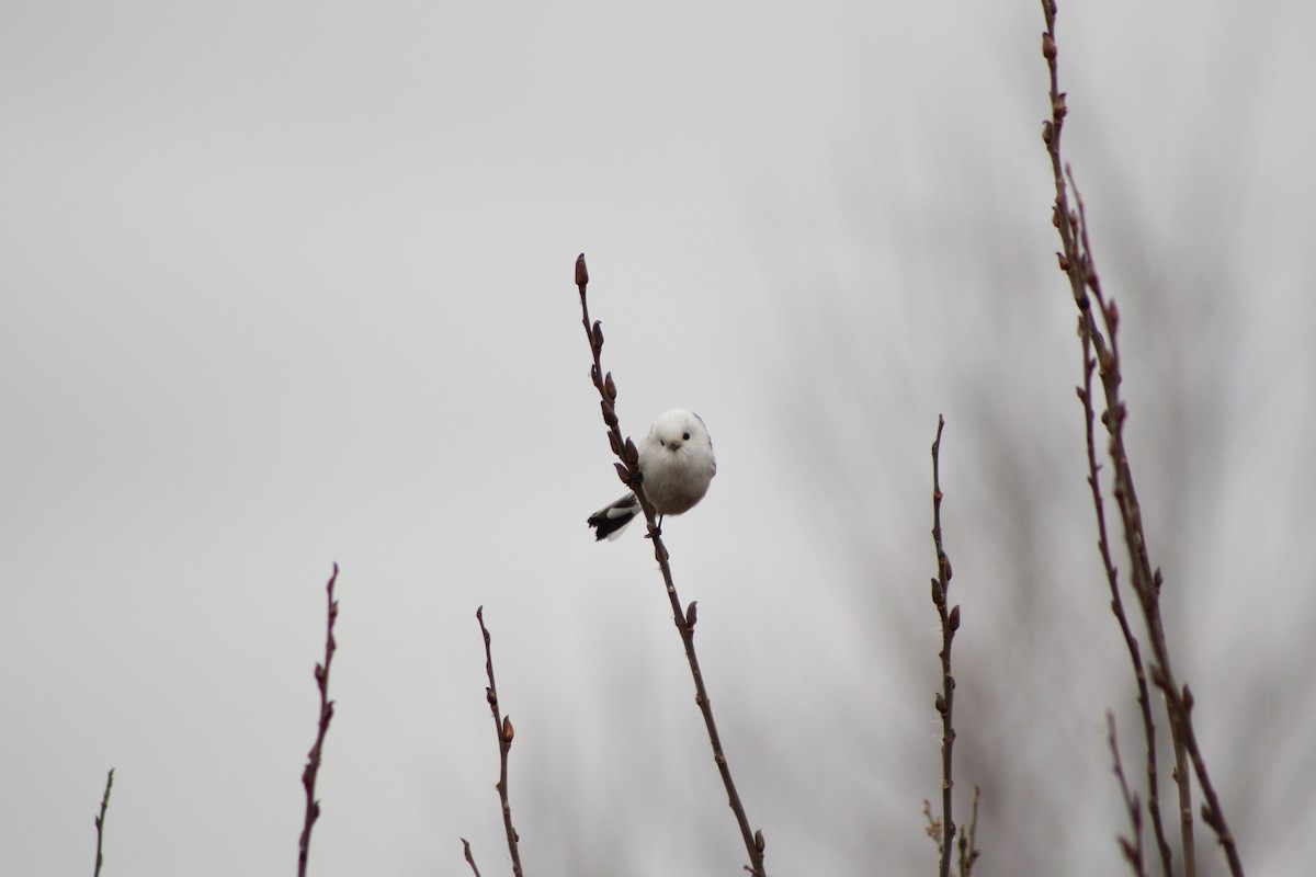 Long-tailed Tit - ML521316771