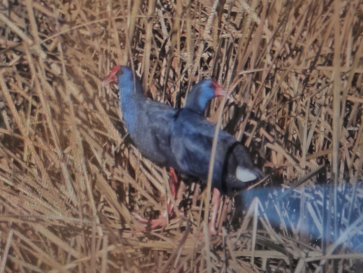 Western Swamphen - Ivan Simal Fernández