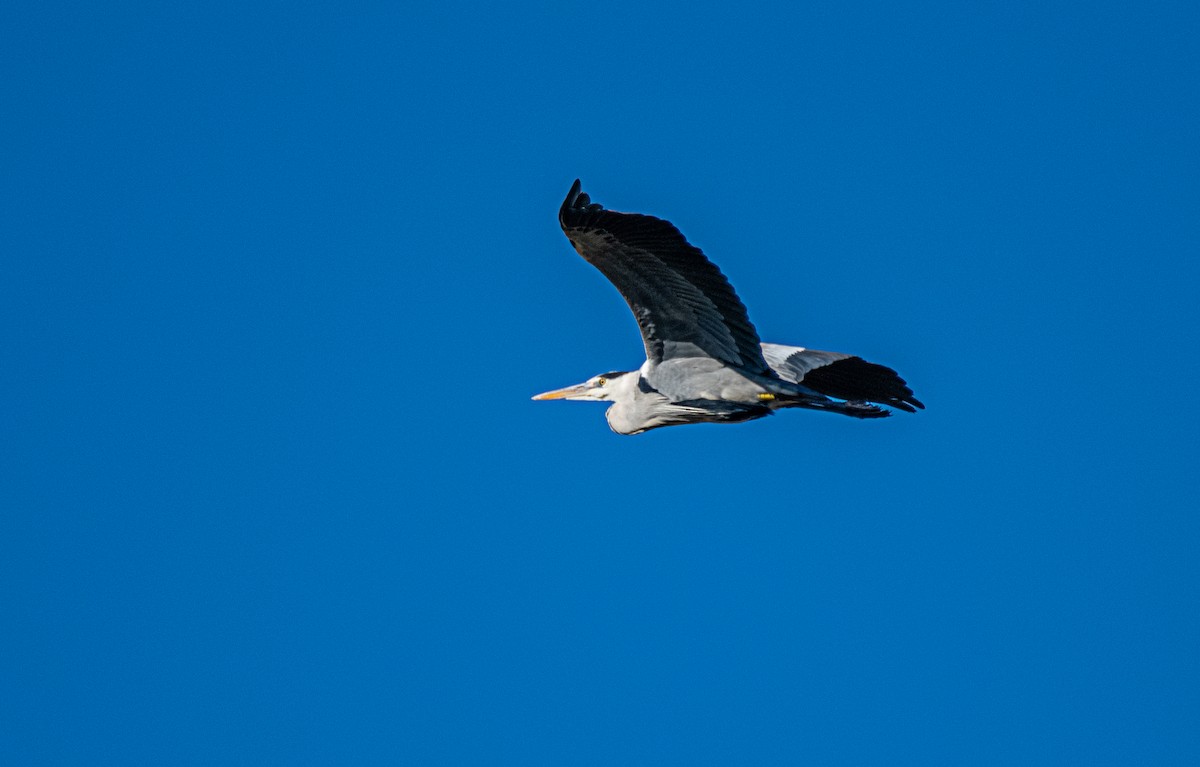 Gray Heron - ML521317871