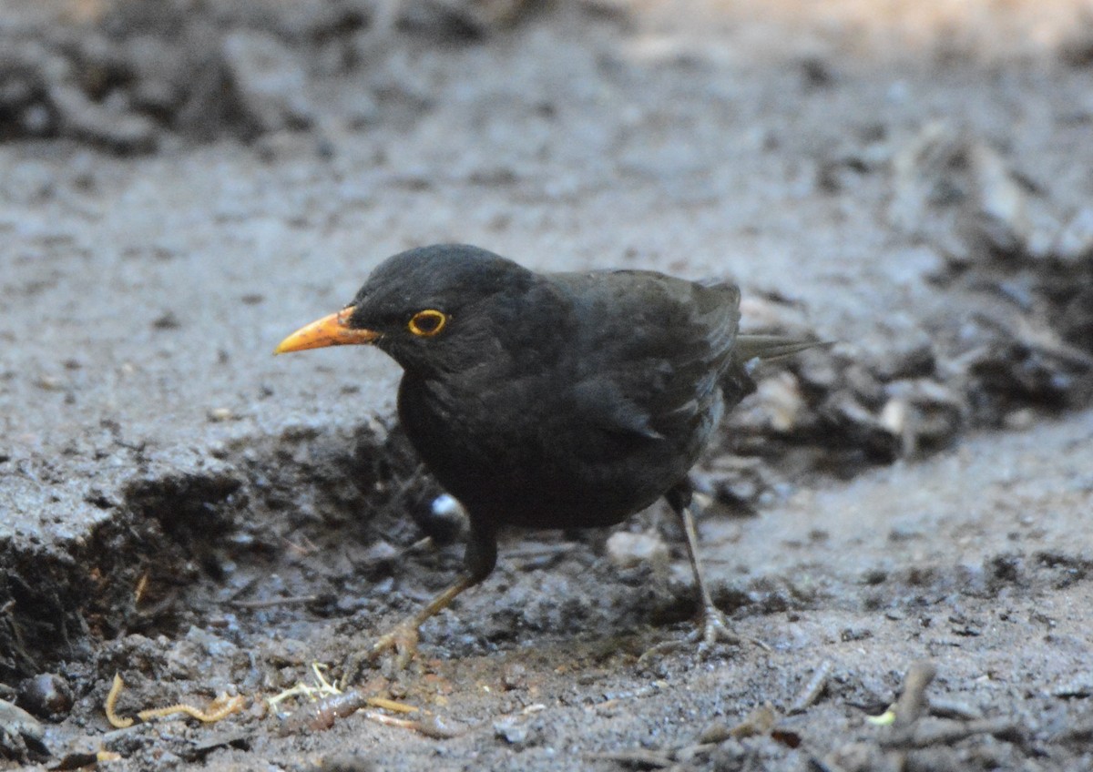 Eurasian Blackbird - ML521318291