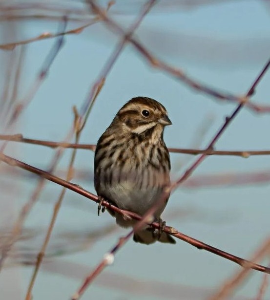 Reed Bunting - ML521318321