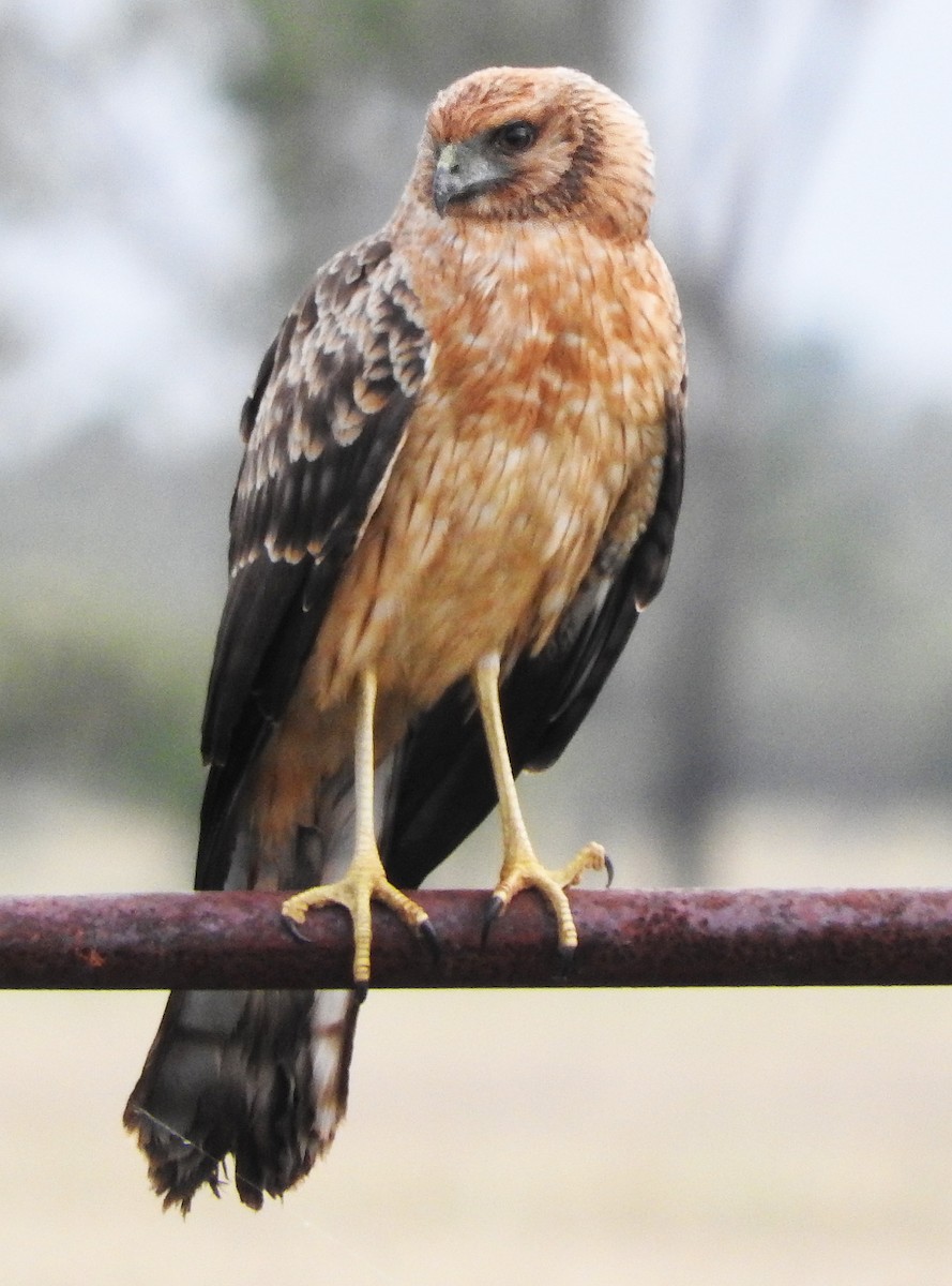 Spotted Harrier - Niel Bruce