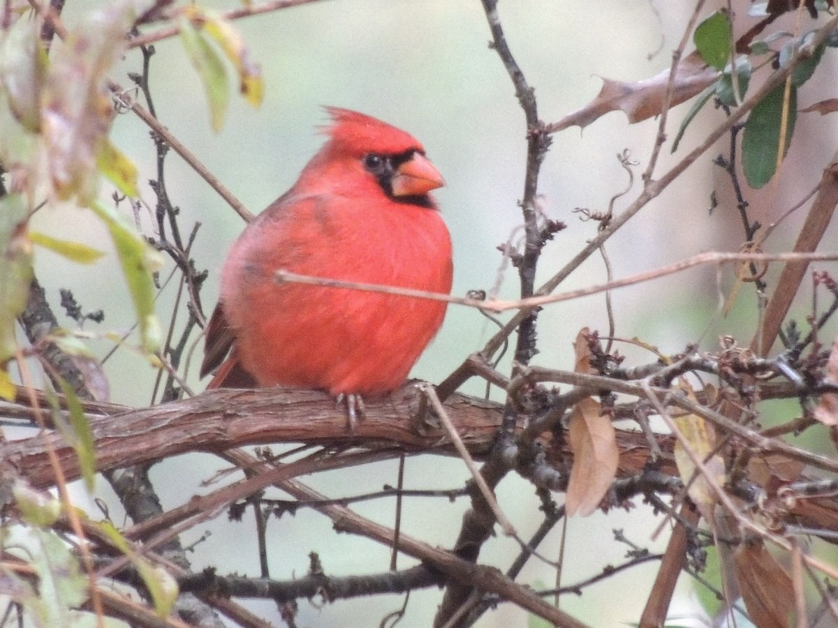 Northern Cardinal - ML52132111