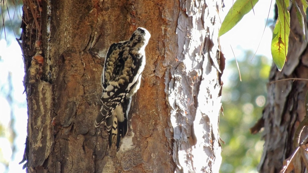 Yellow-bellied Sapsucker - ML52132201