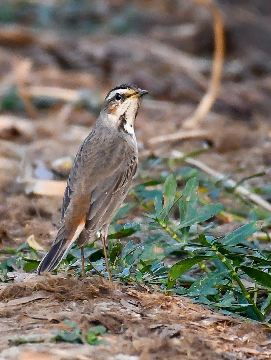 Bluethroat - Sreejesh Nair