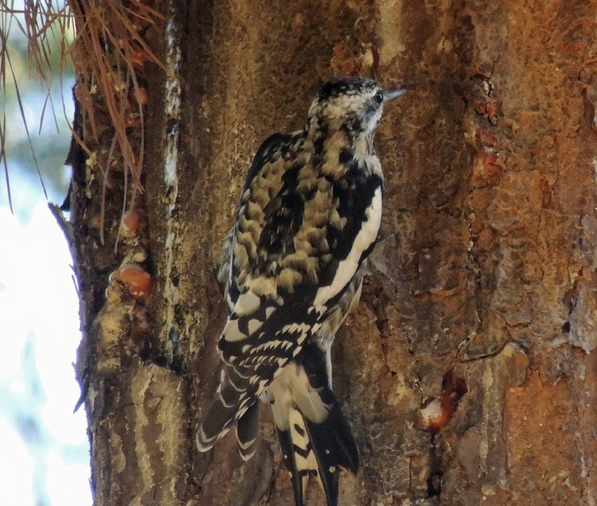 Yellow-bellied Sapsucker - ML52132211