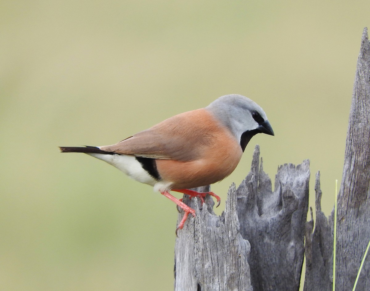 Black-throated Finch - Niel Bruce