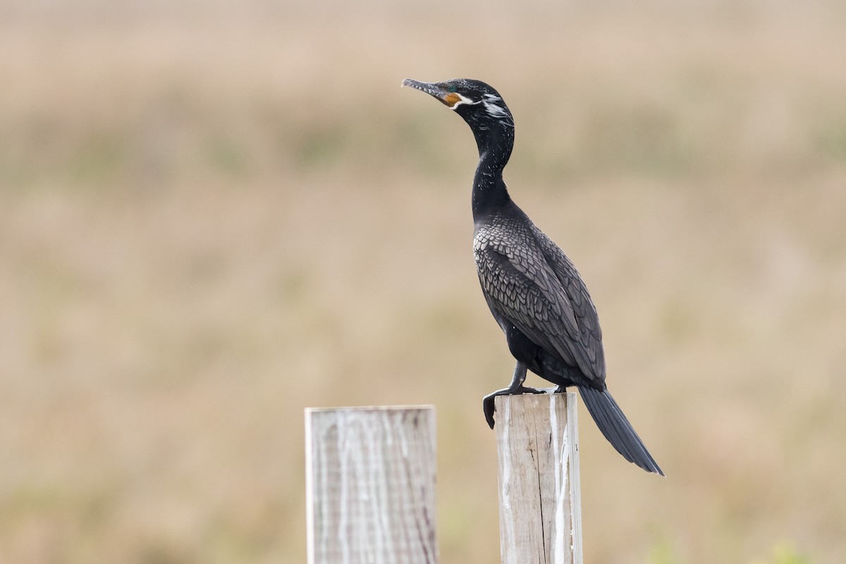 Neotropic Cormorant - Darren Clark