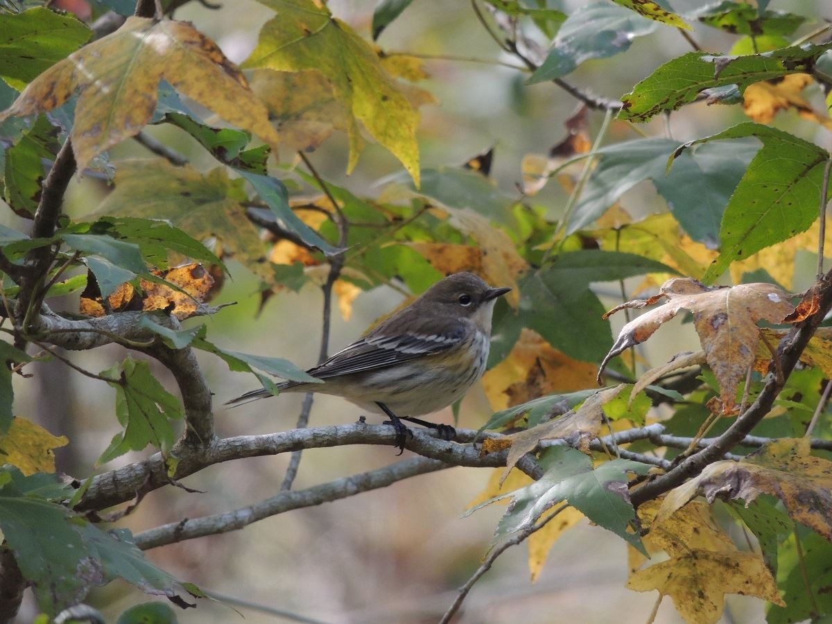 Yellow-rumped Warbler (Myrtle) - Colette Micallef