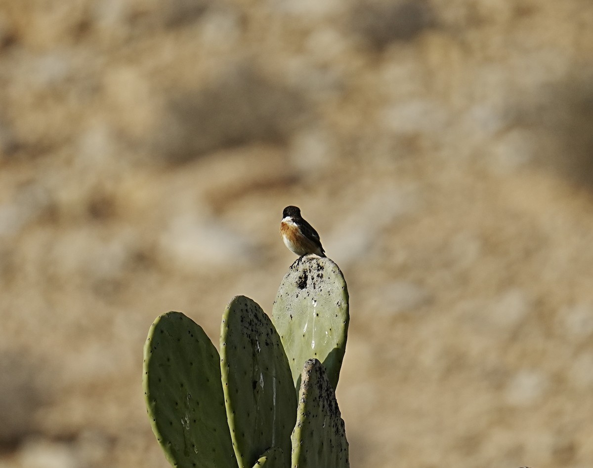 European/Siberian Stonechat - ML521324591