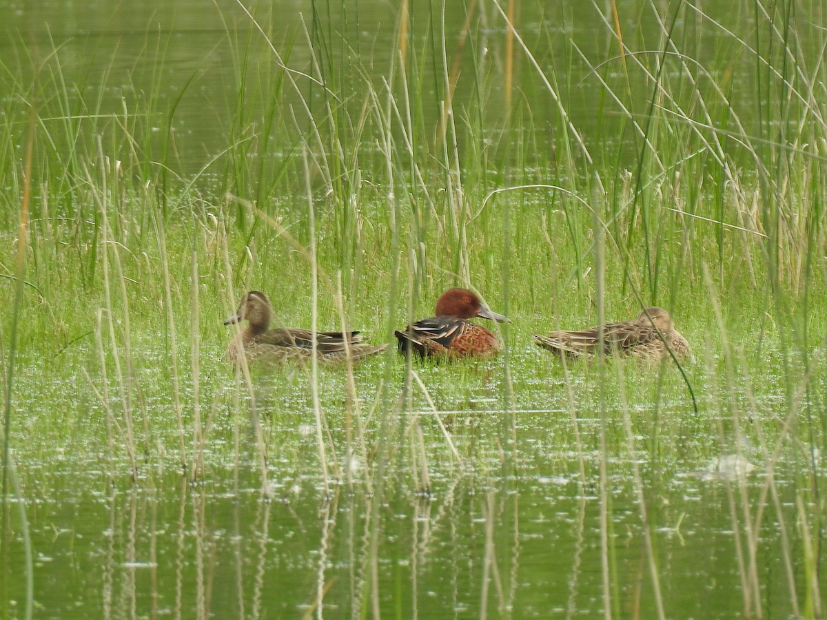 Cinnamon Teal - ML521324771