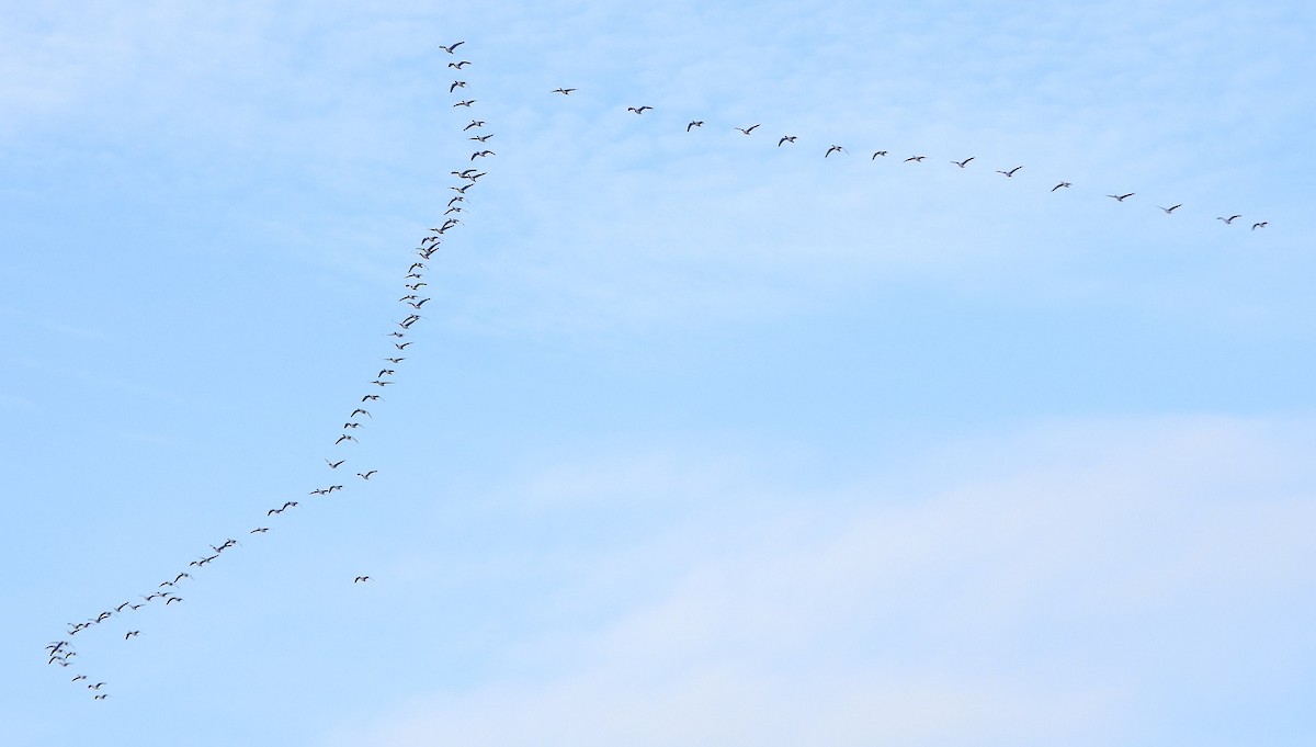 Tundra Bean-Goose - ML521324991