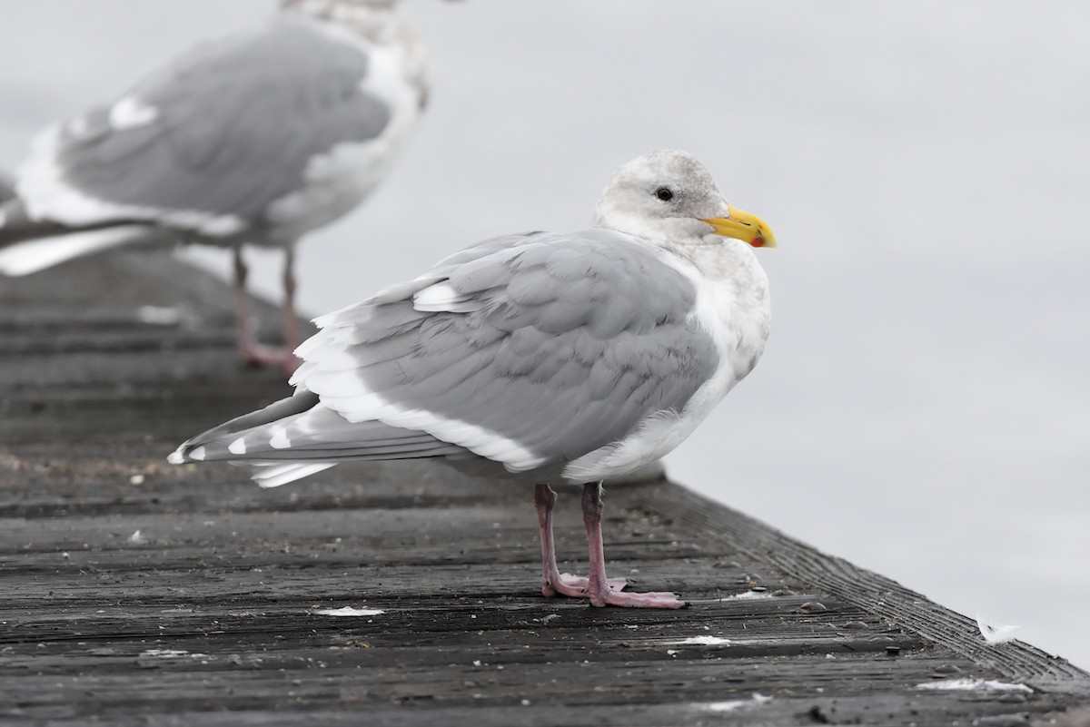 Glaucous-winged Gull - ML521327271