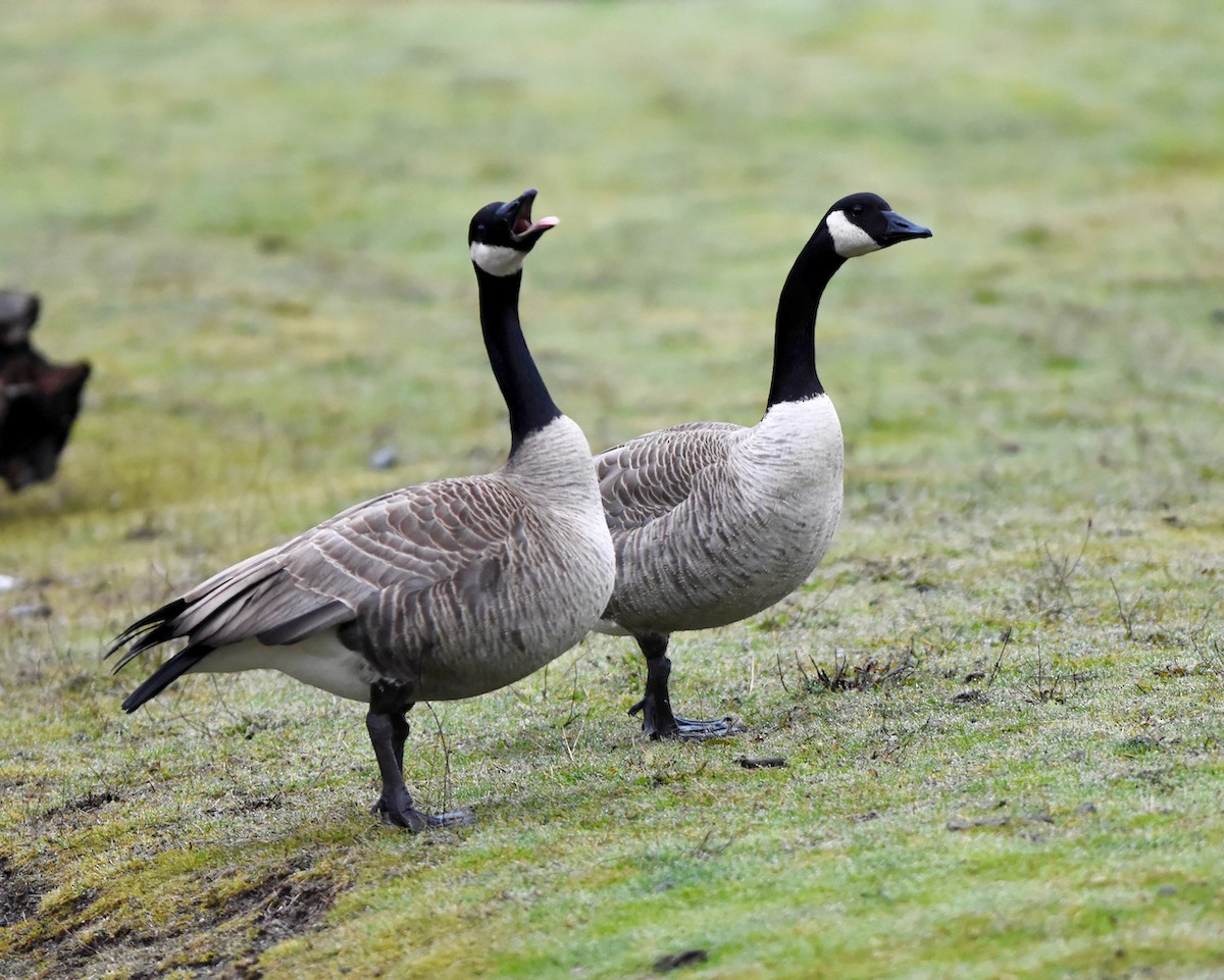 Canada Goose - ML521327311