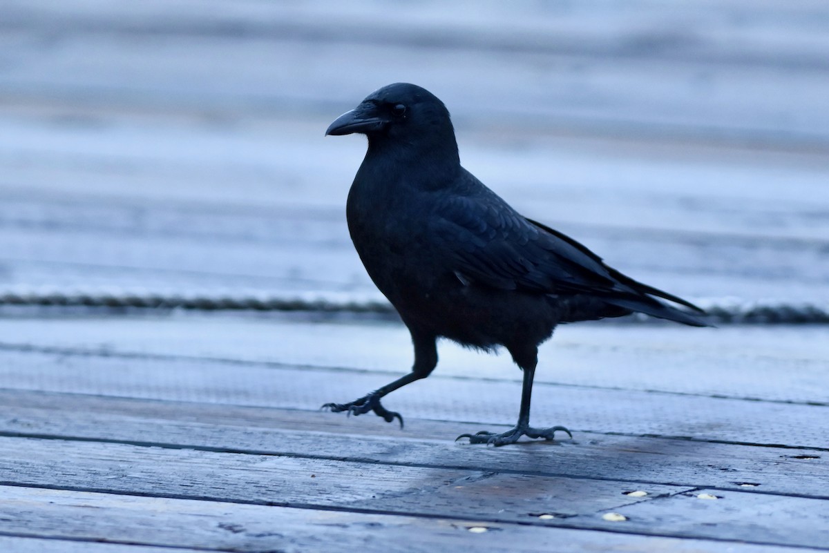 American Crow - ML521327361