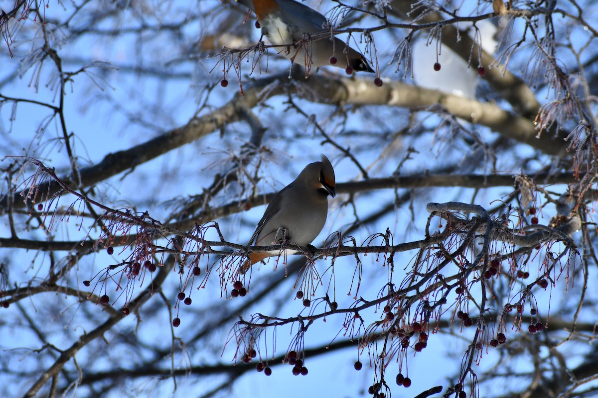 Bohemian Waxwing - ML521328311