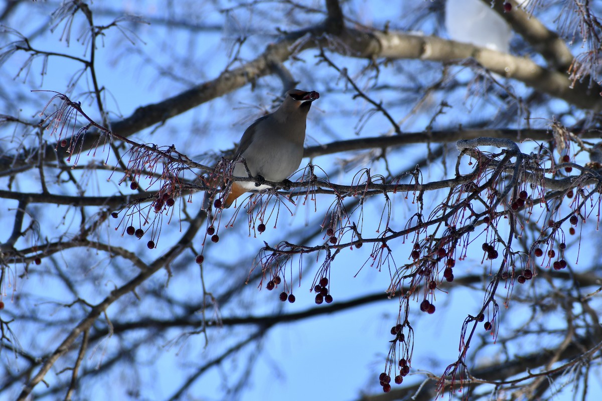 Bohemian Waxwing - ML521328331