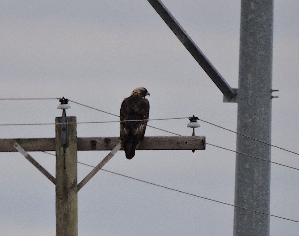 Golden Eagle - ML521328801