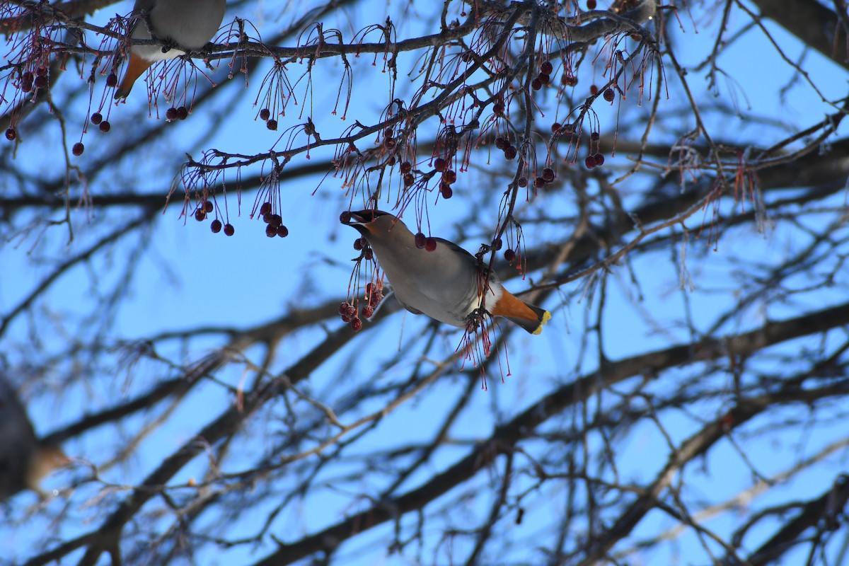 Bohemian Waxwing - ML521328951