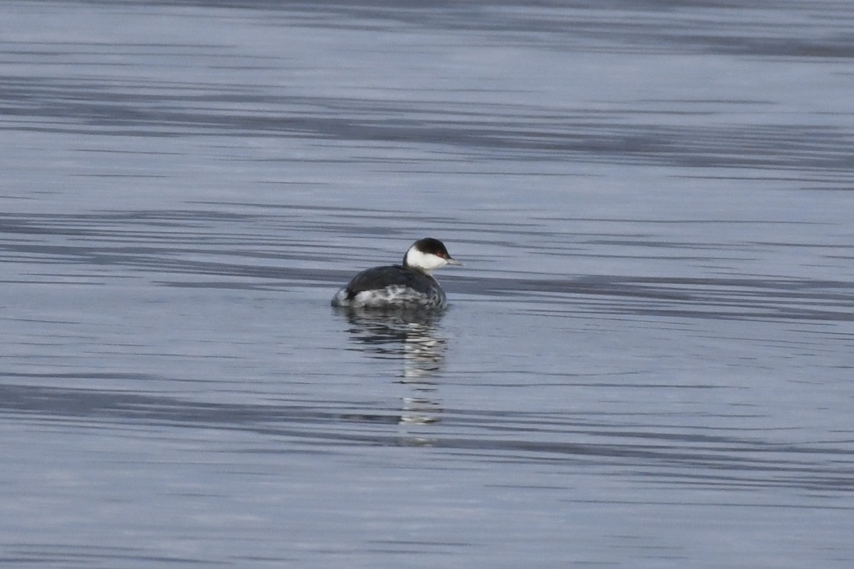 Horned Grebe - ML521329591