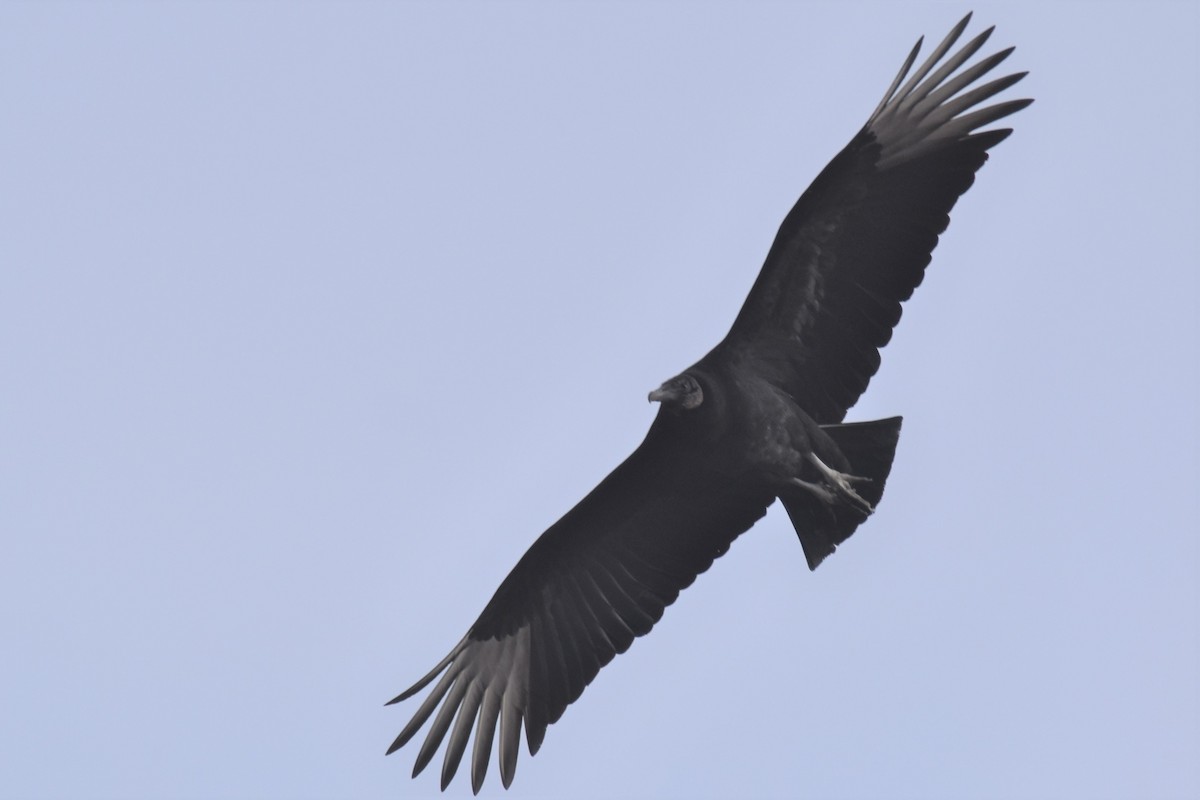 Black Vulture - ML521329851