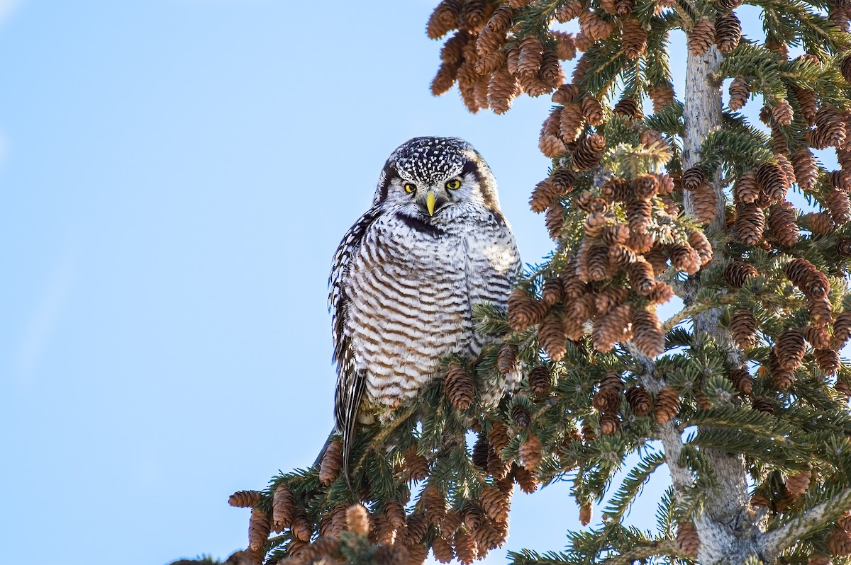 Northern Hawk Owl - Calvin S